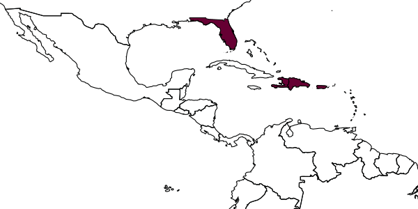 map of Dorymyrmex antillana     Snelling, 2005